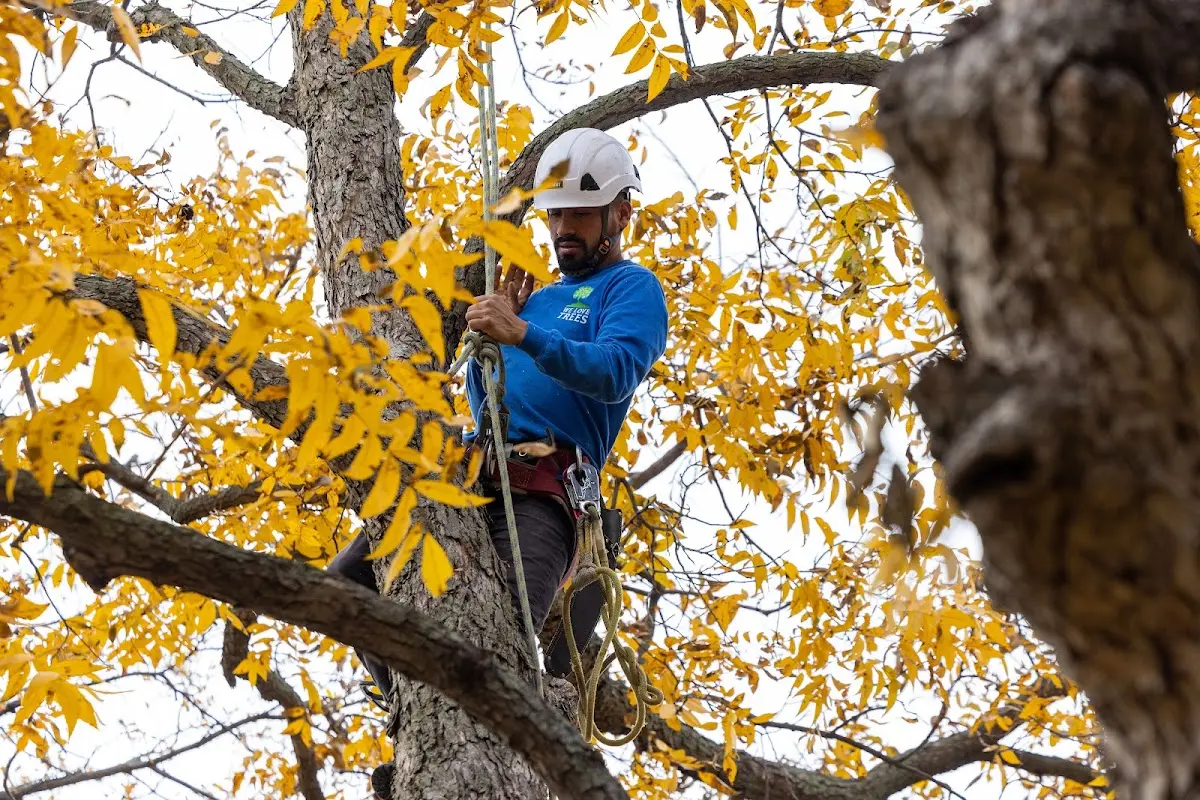 Skilled Tree Pruning crew working in Fort Loramie